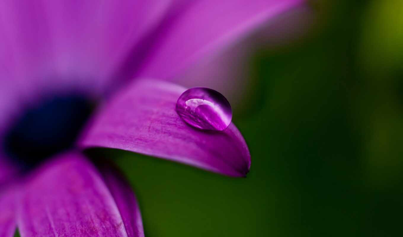 wallpaper, macro, purple, flower, a drop, dew, lilo